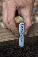 Adding plant label for Broccoli 'Early Purple Sprouting'