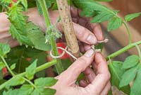Step by step - pinching out side shoots and tying in tomato plants