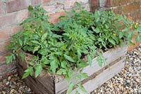 Step-by-step - Growing tomatoes  'Sweet'n'Neat' and 'Tumbling Tom Red'  in crate with hessian sacking