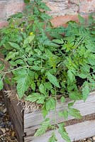 Step-by-step - Growing tomatoes 'Sweet'n'Neat' and 'Tumbling Tom Red' in crate with hessian sacking