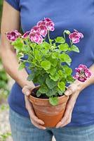 Step-by-step - Growing Pelargonium 'Black Knight' in container