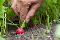 Step-by-step - Growing radish 'Scarlet Globe' and harvesting in early summer