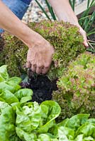Step-by-step - Growing lettuces 'Lollo Rosso' and 'Little Gem' in raised bed 