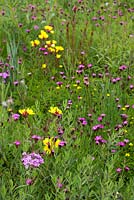 Asclepias tuberosa, Dianthus carthusianorum, Oenothera tetragona - Perennial prairie meadow designed by Prof James Hitchmough at RHS Gardens Wisley