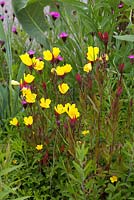 Oenothera tetragona, Dianthus carthusianorum and Geum triflorum in the perennial prairie meadow designed by Prof James Hitchmough at RHS Gardens Wisley