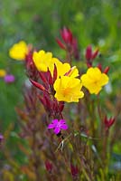 Oenothera tetragona and Dianthus carthusianorum in the perennial prairie meadow designed by Prof James Hitchmough at RHS Gardens Wisley