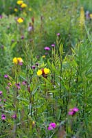Oenothera tetragona and Dianthus carthusianorum flowering in the perennial prairie meadow designed by Prof James Hitchmough at RHS Gardens Wisley
