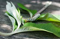 Cucullia verbsci - Mullien Moth caterpillar on Buddliea leaves