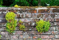 Sedum acre - Biting Stonecrop established on on red brick wall, Norfolk, UK, June