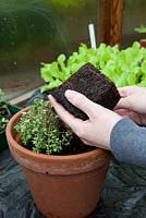 Re-potting a herb plant, Thymus sp, plant removed from original pot