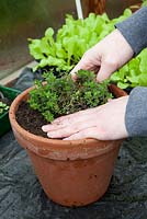 Re-potting a herb plant, Thymus sp, pressing down compost