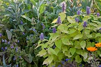 Detail from a kitchen garden with Agastache and Salvia officinalis