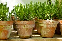 Rosmarinus officinalis in clay pots that have gathered some patina  