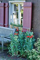 Next to wooden bench and the window of a clipboard house, Papaver sominferum,  Tanacetum parthenium 