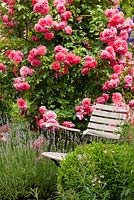 Garden chair next to shrub rose and lavender. Rosa 'Rosarium Uetersen', Buxus and Lavandula angustifolia