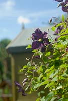 Clematis viticella 'Etoile Violette' with green garden shed