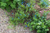 Lithodora diffusa 'Heavenly Blue' and Geranium softening the edge of a gravel path and stone wall