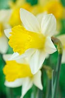 Narcissus 'Topolino' AGM Daffodil Div 1