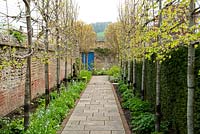 Pleached limes underplanted with Veronica gentianoides in the walled garden. The Manor House, Beaminster, Dorset, UK