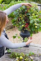 Woman making Autumn floral decoration in urn using foraged wild berries and foliage inc Malus sylvestris - Crabapples, Crataegus monogyna - Hawthorn, Rubus fruticosus - Blackberries and Prunus spinosa - Sloes or Blackthorns 