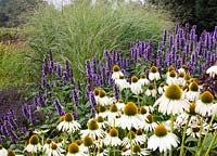 Echinacea purpurea 'White Swan', Agastache 'Black Adder' and Panicum virgatum 'Heavy Metal' - Coneflower, Giant Hyssop and Switch Grass