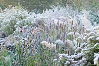 Frosty perennial border in the morning light