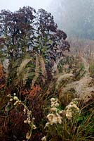 Border in autumn with Calamagrostis brachytricha, Eupatorium maculatum 'Album'  - Korean Feather grass and White spotted joe pyeweed