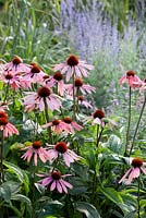 Echinacea 'Summer Sky' and in the background grass and Perovskia 'Little Spire' - Coneflower and Russian Sage