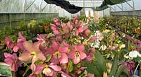 The polytunnel at Hazels Cross Farm where M. Byford holds his National Collection of hellebores and where he keeps the 'parent'' hellebores for cross pollination