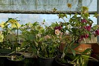 Hellebores in the polytunnel. It takes between 3 to 7 years to see the result of a cross-pollination - National Collection of hellebores in pots, Hazles Cross Farm 
