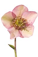 Hellebore hybrid semi-double, Anemone centred, light pink-green with light spotting to inner and outer sepals - Hazel Cross Farm