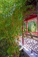 Walk in Chinese garden with bamboo