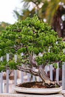 Pithecellobium tortum - Brazilian Raintree in training since 1979, the Bonsai Gallery at Heathcote Botanical Gardens, Florida