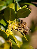 Apis mellifera in Buxus - Honey Bee collecting pollen from Buxus
