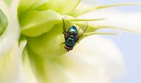Lucilia caesar in Helleborus flower - Common Green Bottle fly