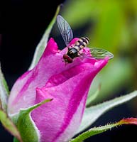 Hoverfly - Syrphid, resting on a rose bud (Rosa 'Odyssey')
