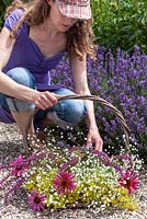 Woman with basket cutting perennial flowers for a bouquet. The bouguet consist of coneflower, sage, Gypsophila and Ladys Mantle. In the background lavender.