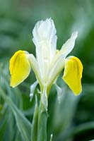 Iris bucharica - Juno Iris
