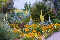 Eschscholzia californica - Californian Poppies and Verbascum in the Dry Garden - Hyde Hall