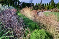 Autumn border with grasses - Carex, Thuja occidentalis 'Little Champion'