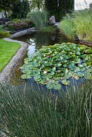 Pond with Equisetum and Nymphaea - Water lilies 
