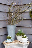 Galanthus nivalis - Snowdrops displayed in vintage china and containers with Salix - pussywillow