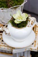 Hellebore flower in vintage teapot