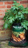 Potato plants growing in a organic and peat free vegetable compost bag