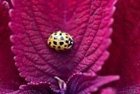 Harmonia axyridis - Harlequin ladybird. Invasive species on a red leaf