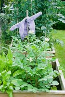 Vegetable beds with potatoes, sorrel and purple childs cardigan scarecrow