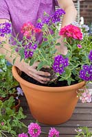 Step-by-step - planting a pink and purple themed container with Fuchsia 'Time after Time', Verbena 'Lavender Silver Magic' and Pelargoniums
