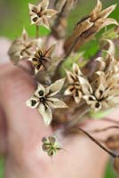 Step by step - Collecting seeds of Aquilegia