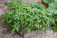 Step by step - Growing tomatoes 'Sweet'n'Neat' and 'Tumbling Tom Red' in wooden crate