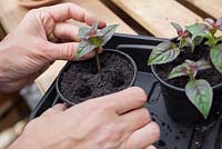 Step by step - Taking cuttings from Fuchsia